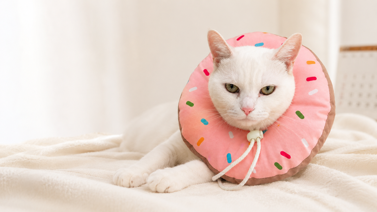 Chat blanc portant une collerette donut rose Hachimi pendant sa convalescence après une stérilisation.