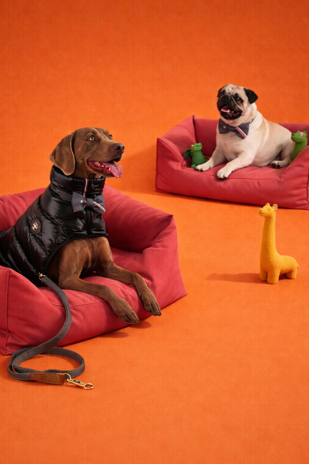 Accessoires Hachimi pour chien – promenade, confort et quotidien