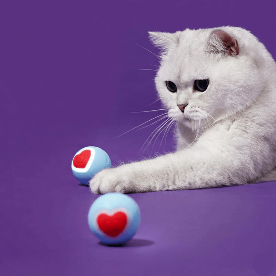 Chat jouant avec balle roulante interactive rechargeable
