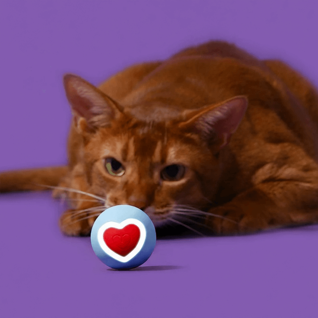 Petit chat s'amusant avec balle automatique intelligente