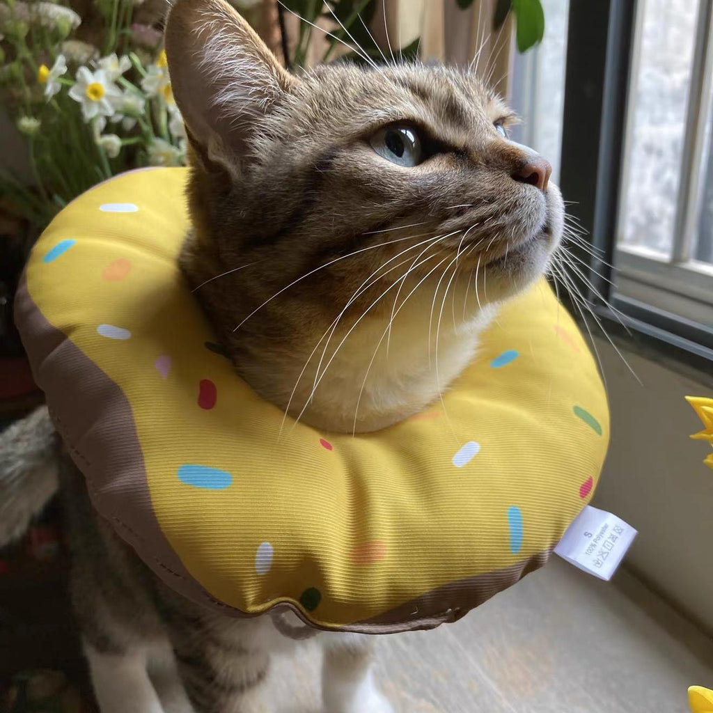 Chat Donut jaune Hachimi