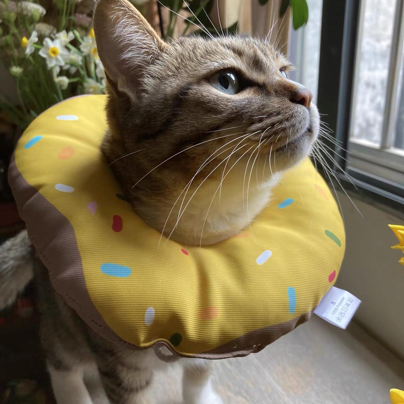 Chat Donut jaune Hachimi
