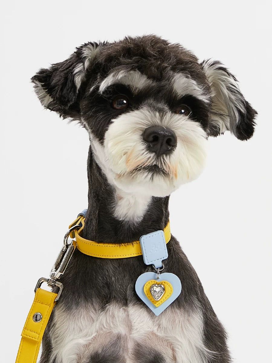 Chien avec collier SoftTouch - démonstration du confort