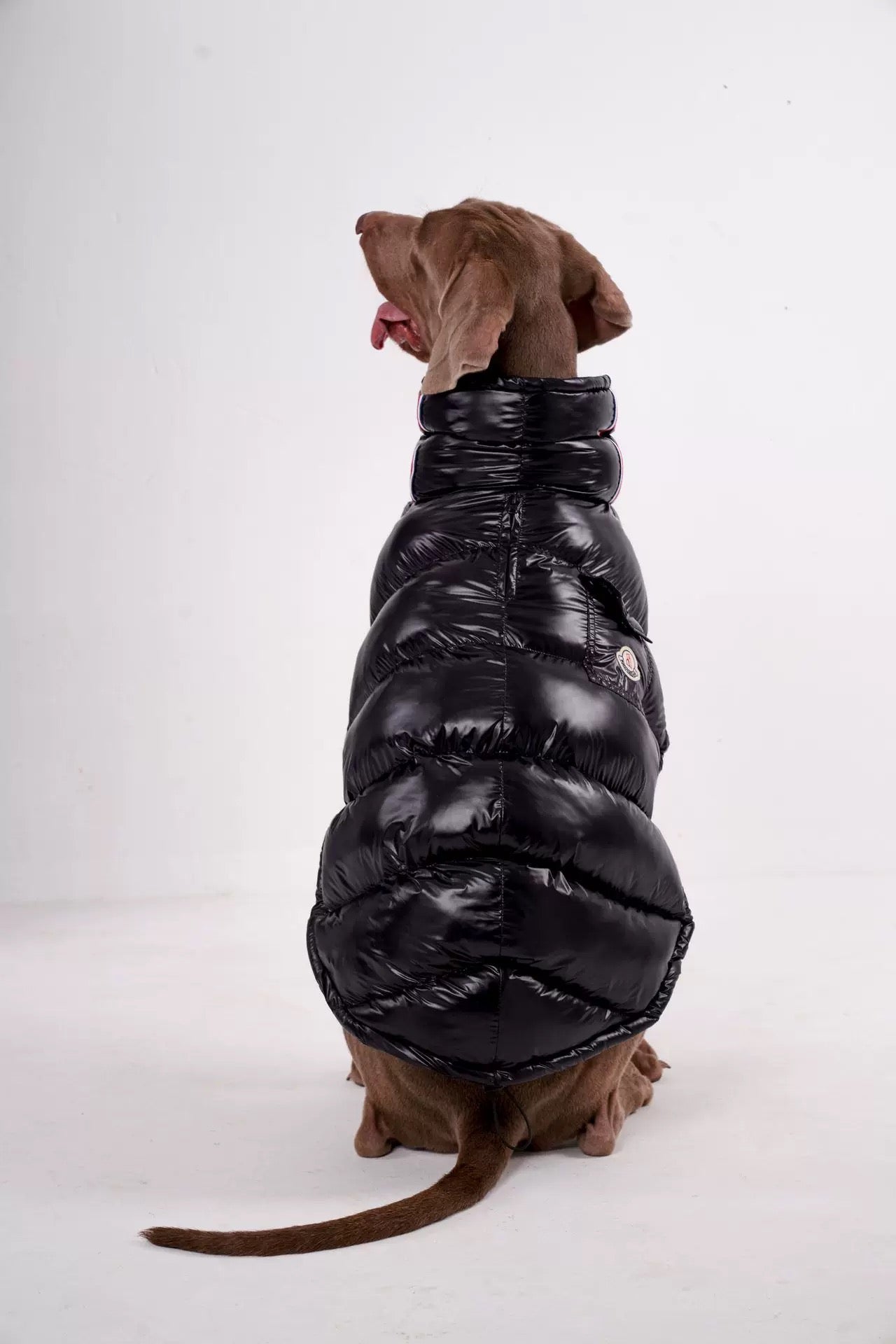 La Veste Hiver pour Chien "Aplin Luxe"