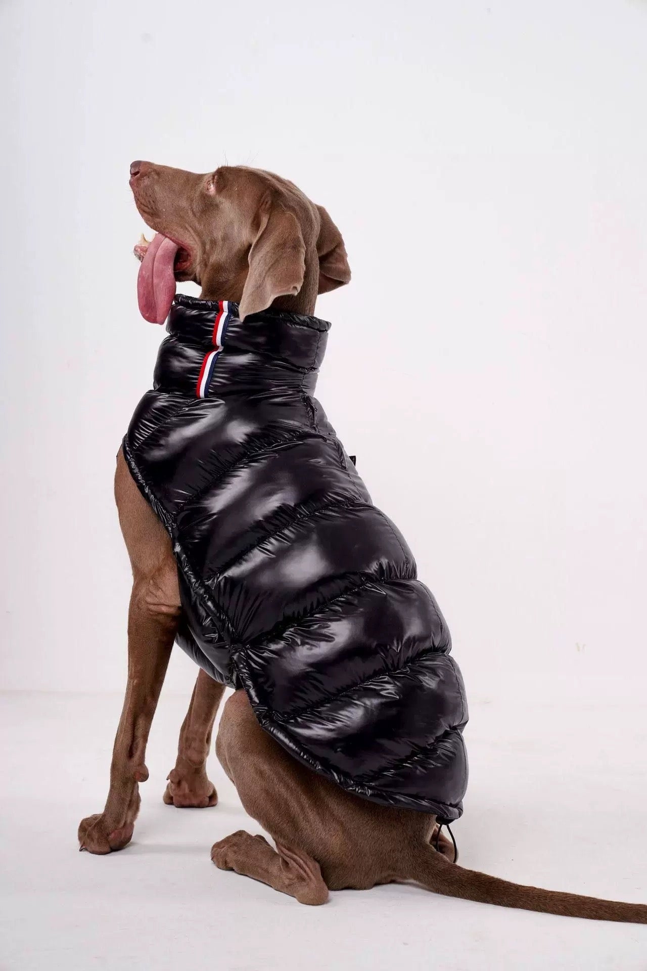 La Veste Hiver pour Chien "Aplin Luxe"